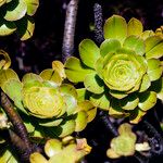 Aeonium undulatum Облик