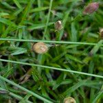 Dianthus gratianopolitanus Blad