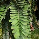 Zamia pumila Листок