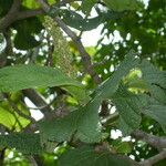 Coccoloba pubescens Plod