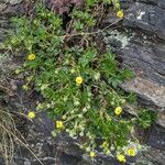 Potentilla brauneana Blomst