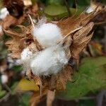 Gossypium hirsutum Fruit