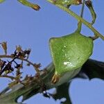 Dioscorea trifida Plod