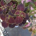 Coleus decurrens 叶