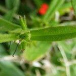 Striga asiatica Leaf