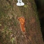 Beilschmiedia oreophila Corteza
