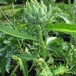 Cynara cardunculus Habitus