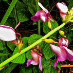 Eulophia bouliawongoΆλλα