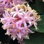 Dais cotinifolia Flower