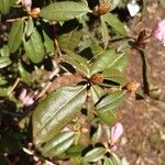 Rhododendron davidsonianum Folio