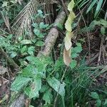 Anaphyllopsis americana Kvet