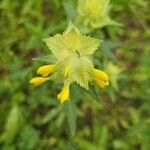 Rhinanthus alectorolophus Çiçek