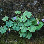 Oxalis violacea Хабит