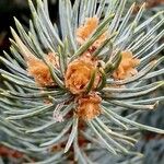 Picea pungens 叶