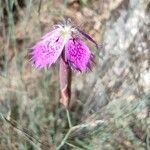 Dianthus lusitanus Fiore