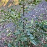 Prunus caroliniana Lehti