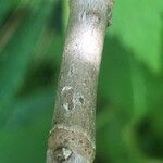 Xanthorhiza simplicissima چھال
