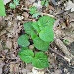 Viola striata Leaf