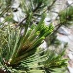 Pinus albicaulis Hábito