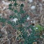 Adenocarpus complicatus Folha