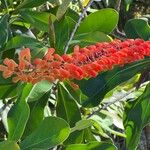 Norantea guianensis Floare
