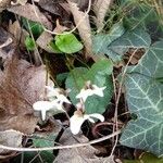 Viola alba Cvet