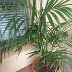 Dypsis lutescens Лист