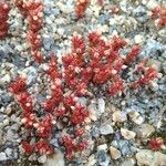 Sedum andegavense Квітка