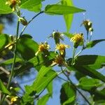 Calea pinnatifida Flower