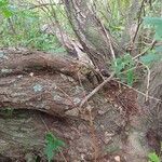 Salix caprea 樹皮