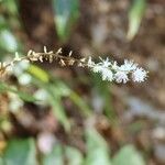 Actaea biternata Flower