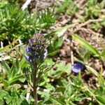 Veronica orsiniana Flower