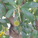 Arbutus unedo Fruit