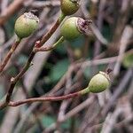 Rosa multiflora Frucht