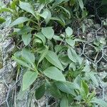 Centranthus lecoqii Leaf