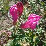 Antirrhinum majusBlüte