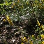 Cytisus nigricans Fruit