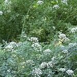 Oenanthe crocata Λουλούδι