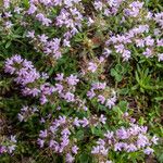 Thymus zygioides 花