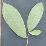 Duguetia pycnastera Лист