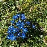 Gentiana nivalisFlor