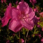Rhododendron albrechtii Blüte