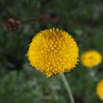 Cotula hispida Flor