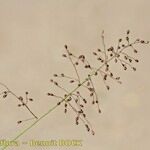 Dichanthelium acuminatum Arall
