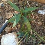 Nerium oleander 葉