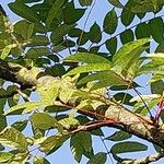 Toona sinensis Ліст