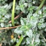 Teucrium chamaedrys Folha