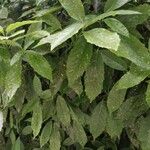 Aucuba chinensis Leaf