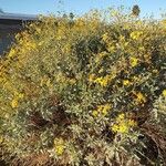 Encelia farinosaFlor