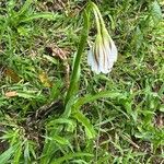 Crinum ornatum Flor